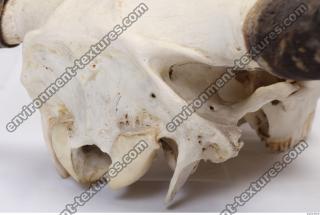 animal skull 0064